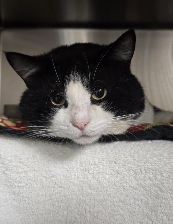 Gourmand, Adoptable, Senior Male Domestic Short Hair.