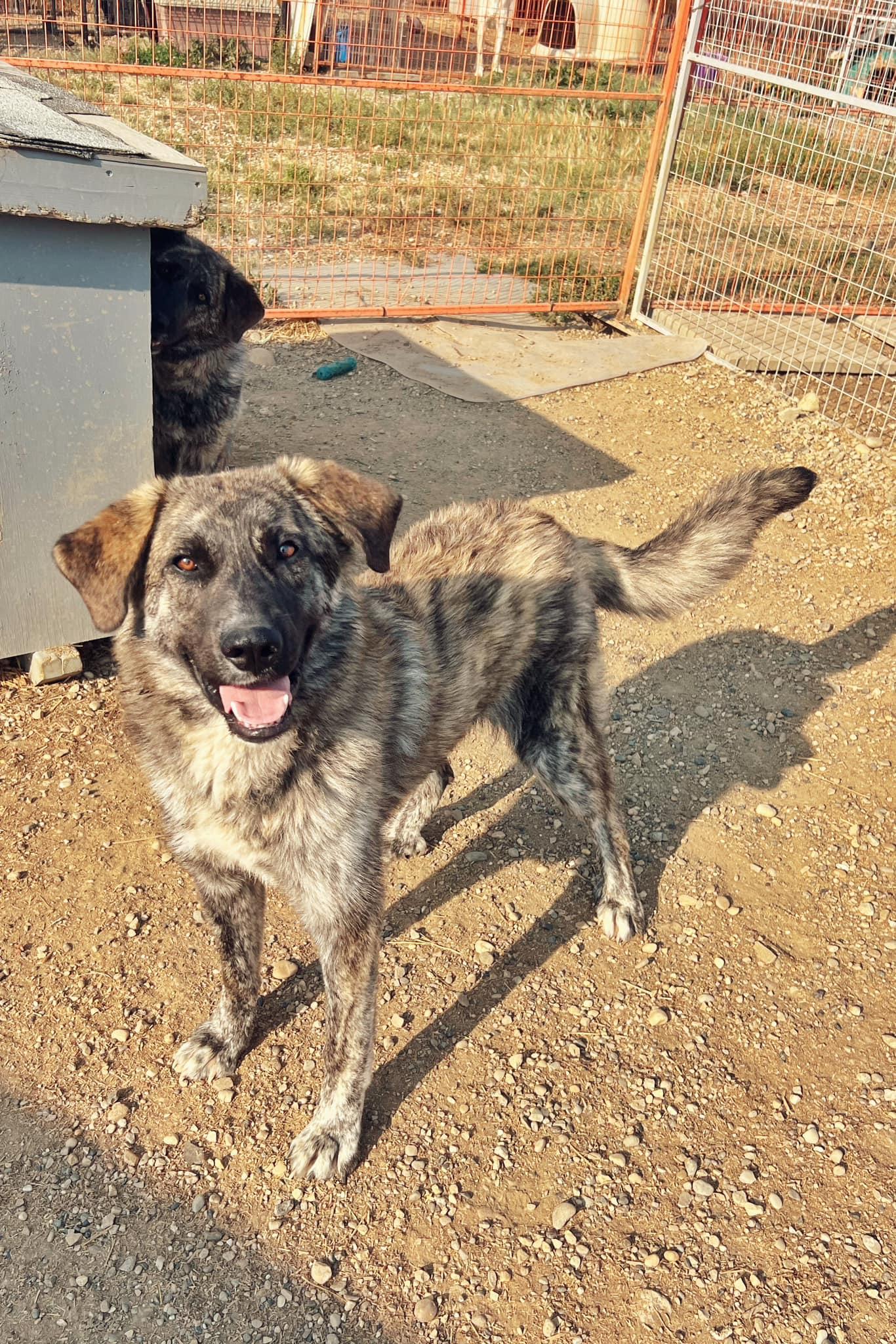 Enlarge Frankie, an adoptable mixed breed in Peace River, AB image 1/1