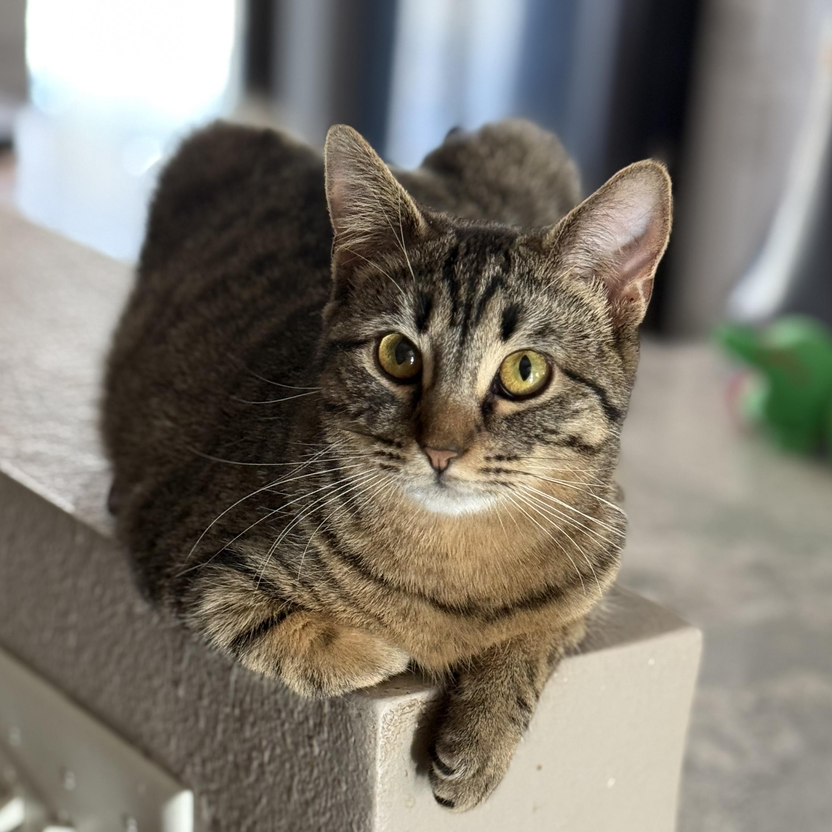 Peppermint, adoptable, Kitten Female Domestic Short Hair.