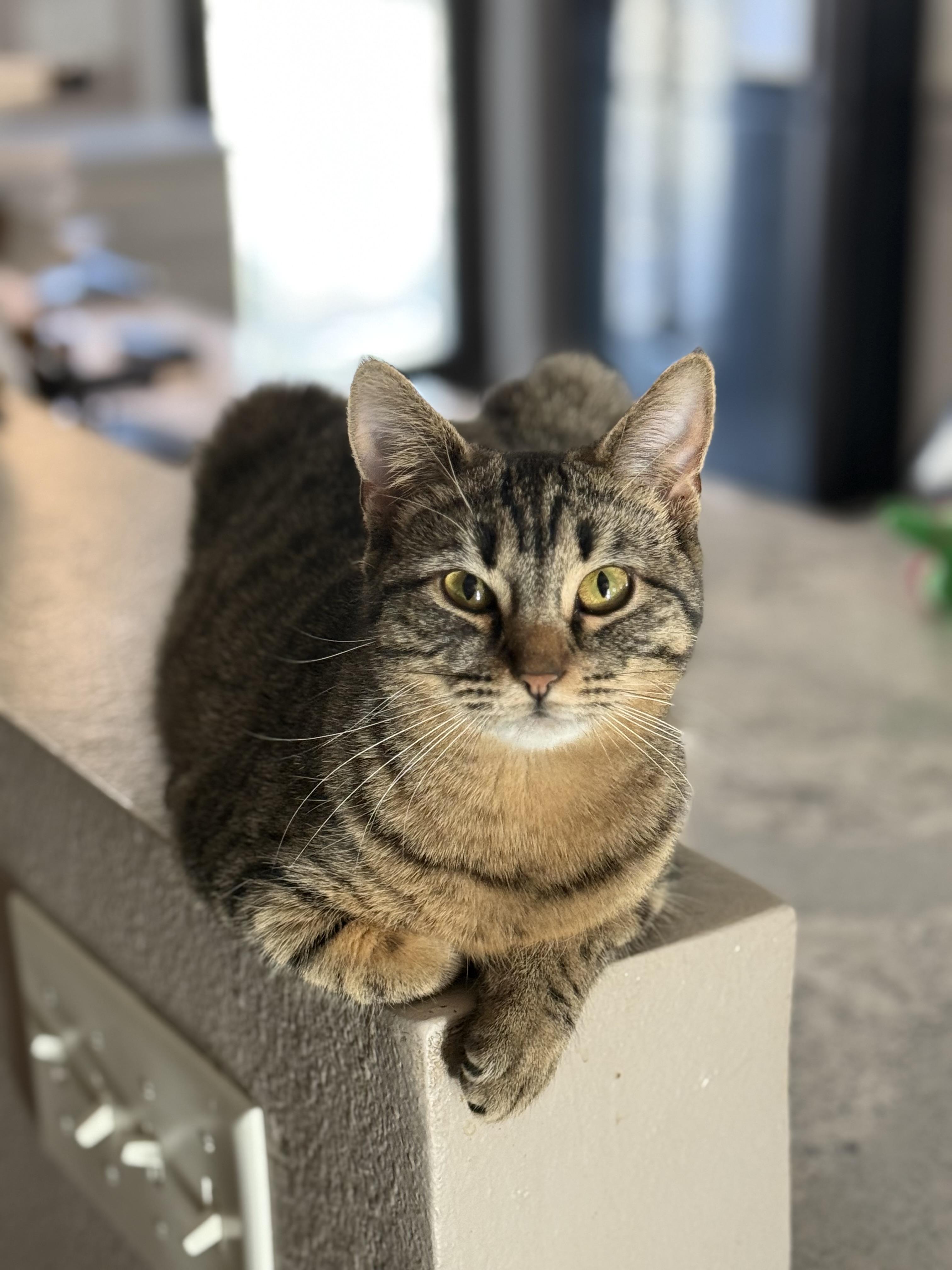 Enlarge Peppermint, an adoptable Domestic Short Hair in Stoughton, WI image 2/2