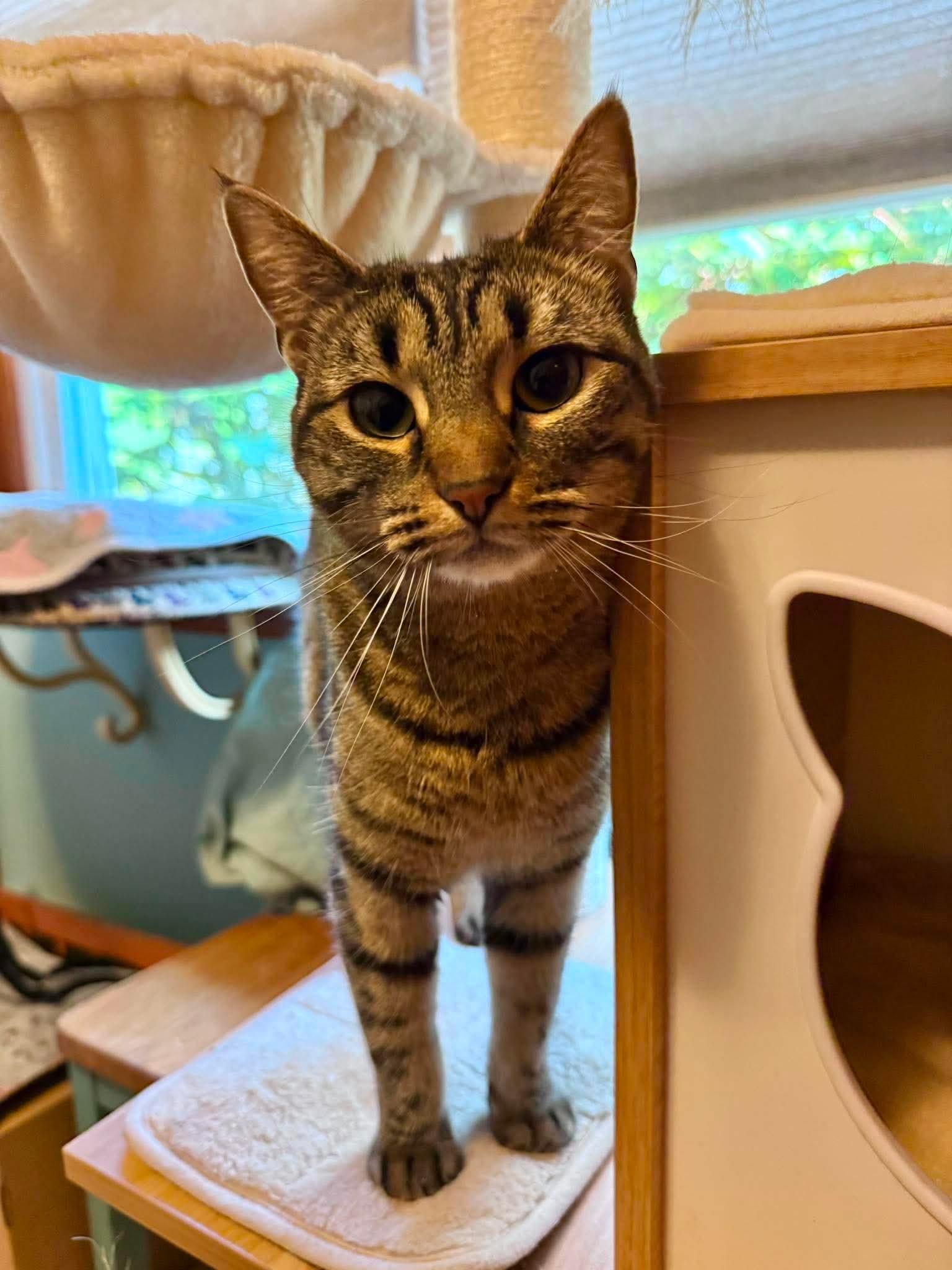 Peppermint, adoptable, Young Female Domestic Short Hair.