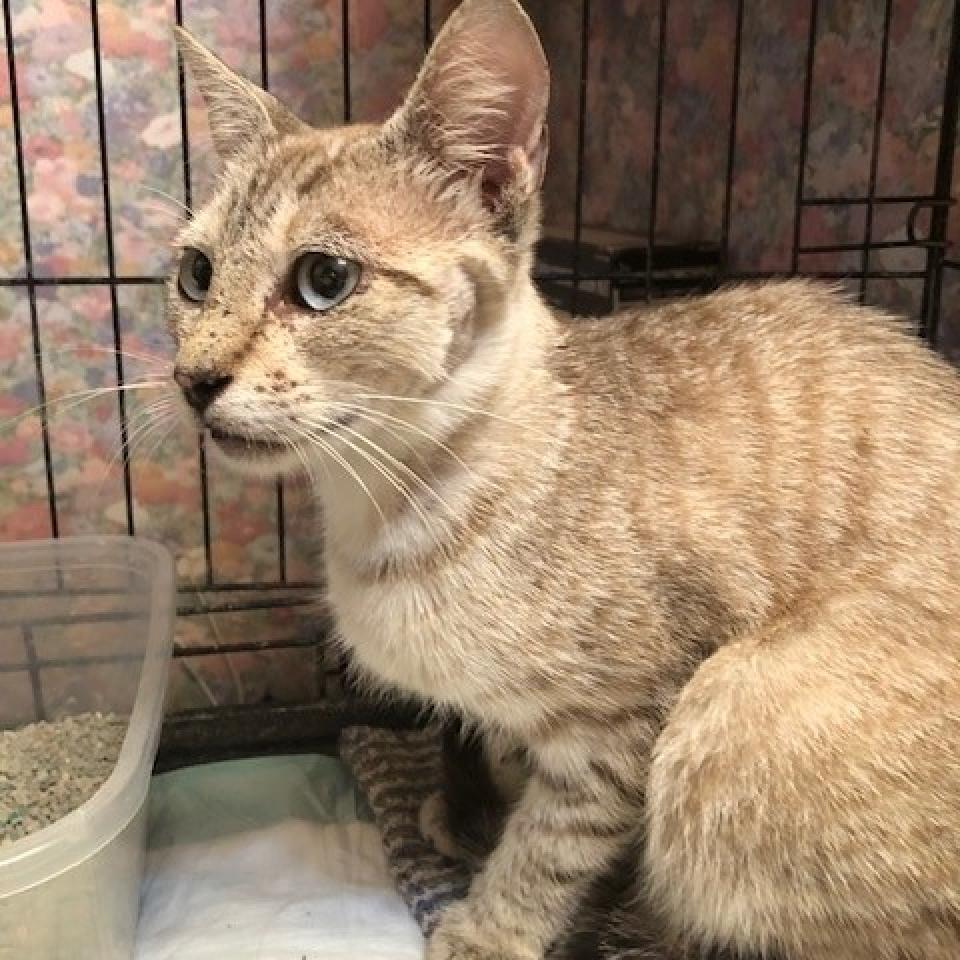 Dusty, a Adoptable Domestic Short Hair in League City, TX image 1/5