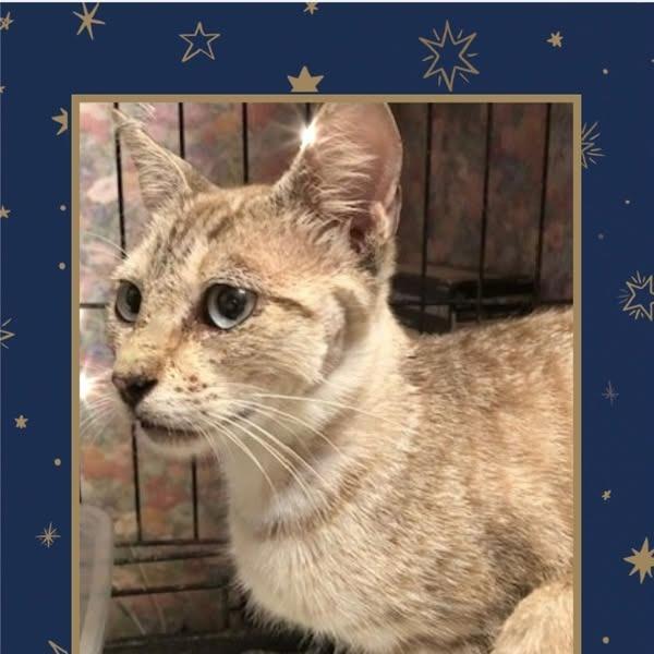 Dusty, a Adoptable Domestic Short Hair in League City, TX image 2/5