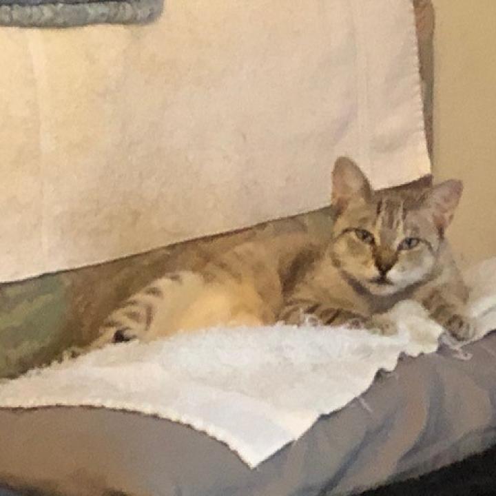 Dusty, a Adoptable Domestic Short Hair in League City, TX image 3/5