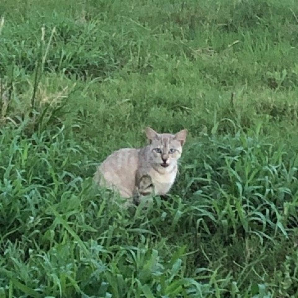 Dusty, a Adoptable Domestic Short Hair in League City, TX image 4/5