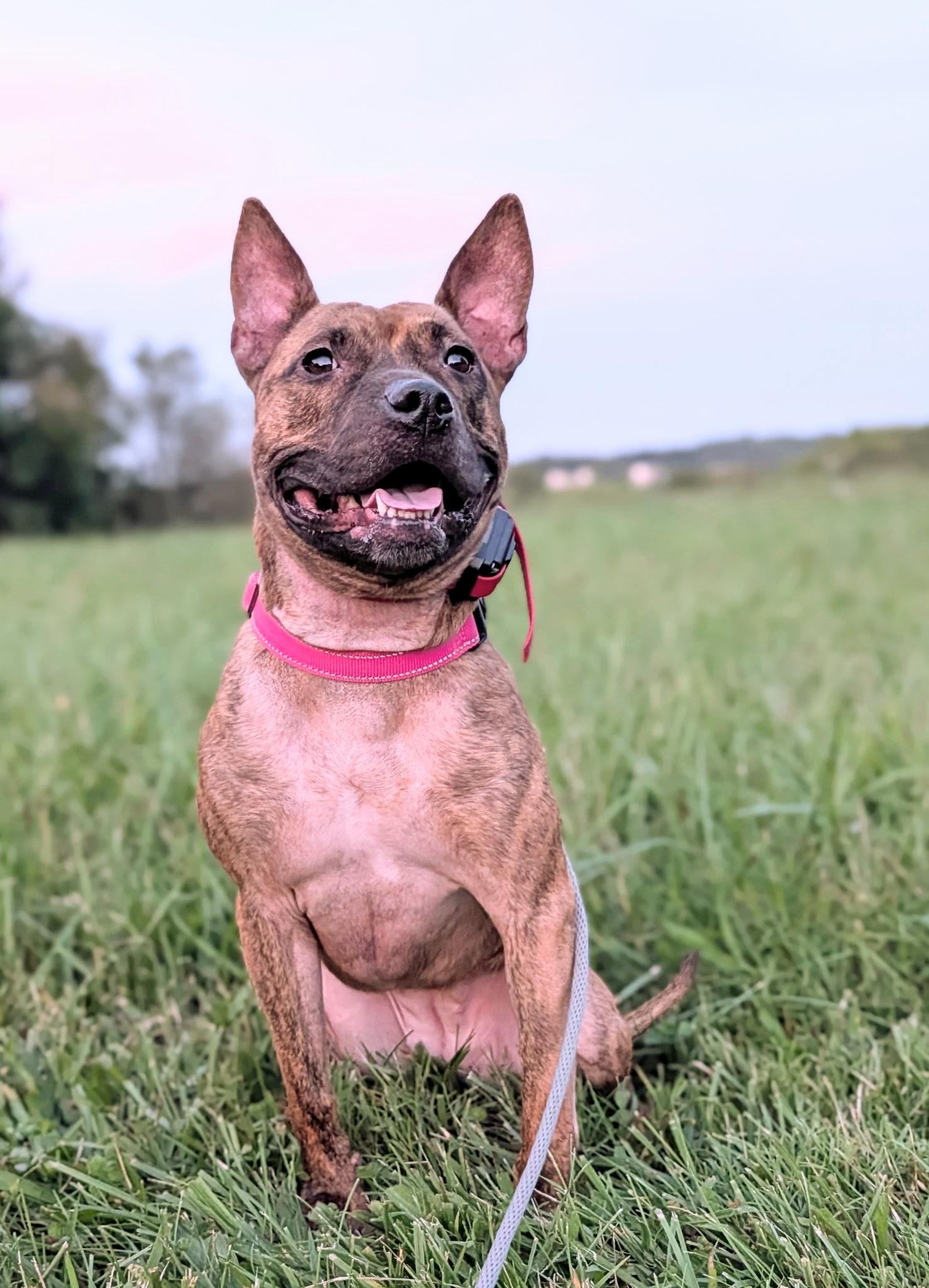 Enlarge Lilith , a Adopted mixed breed in Shermans Dale, PA image 2/6