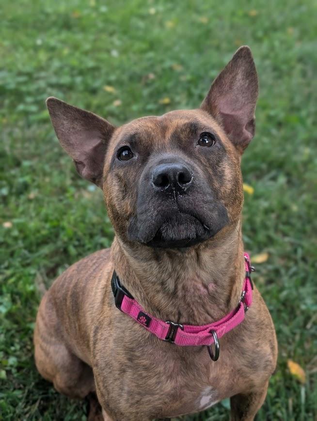 Enlarge Lilith , a Adopted mixed breed in Shermans Dale, PA image 4/6