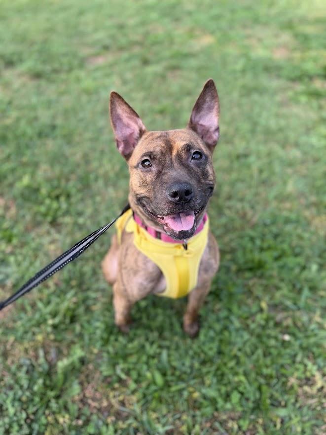 Lilith , Adopted, Adult Female Pit Bull Terrier & Staffordshire Bull Terrier.