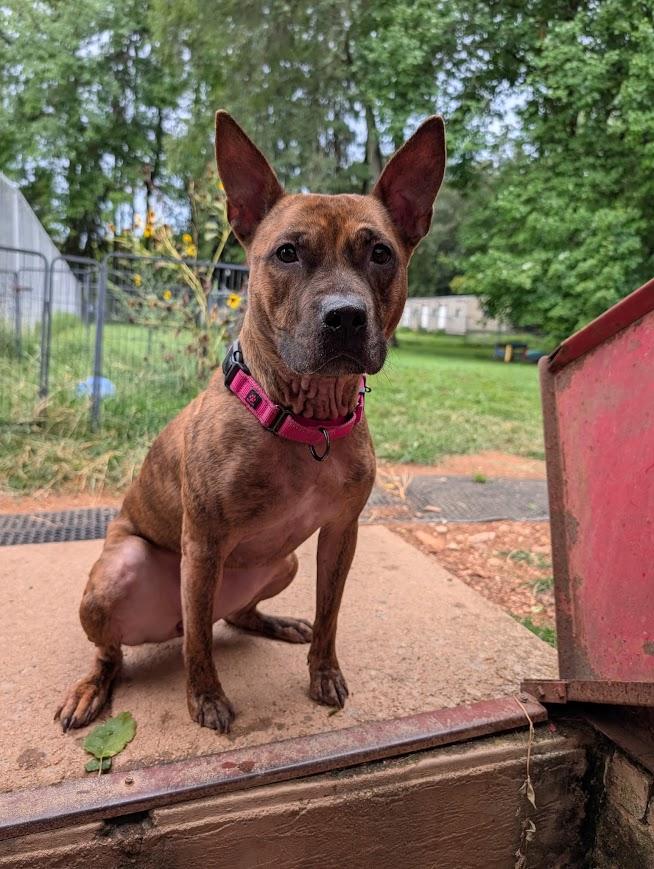 Enlarge Lilith , a Adopted mixed breed in Shermans Dale, PA image 3/6