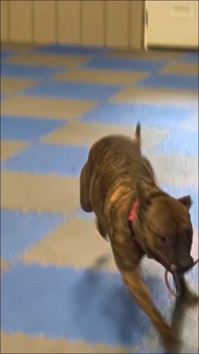 Enlarge Lilith , a Adopted mixed breed in Shermans Dale, PA video 6/6