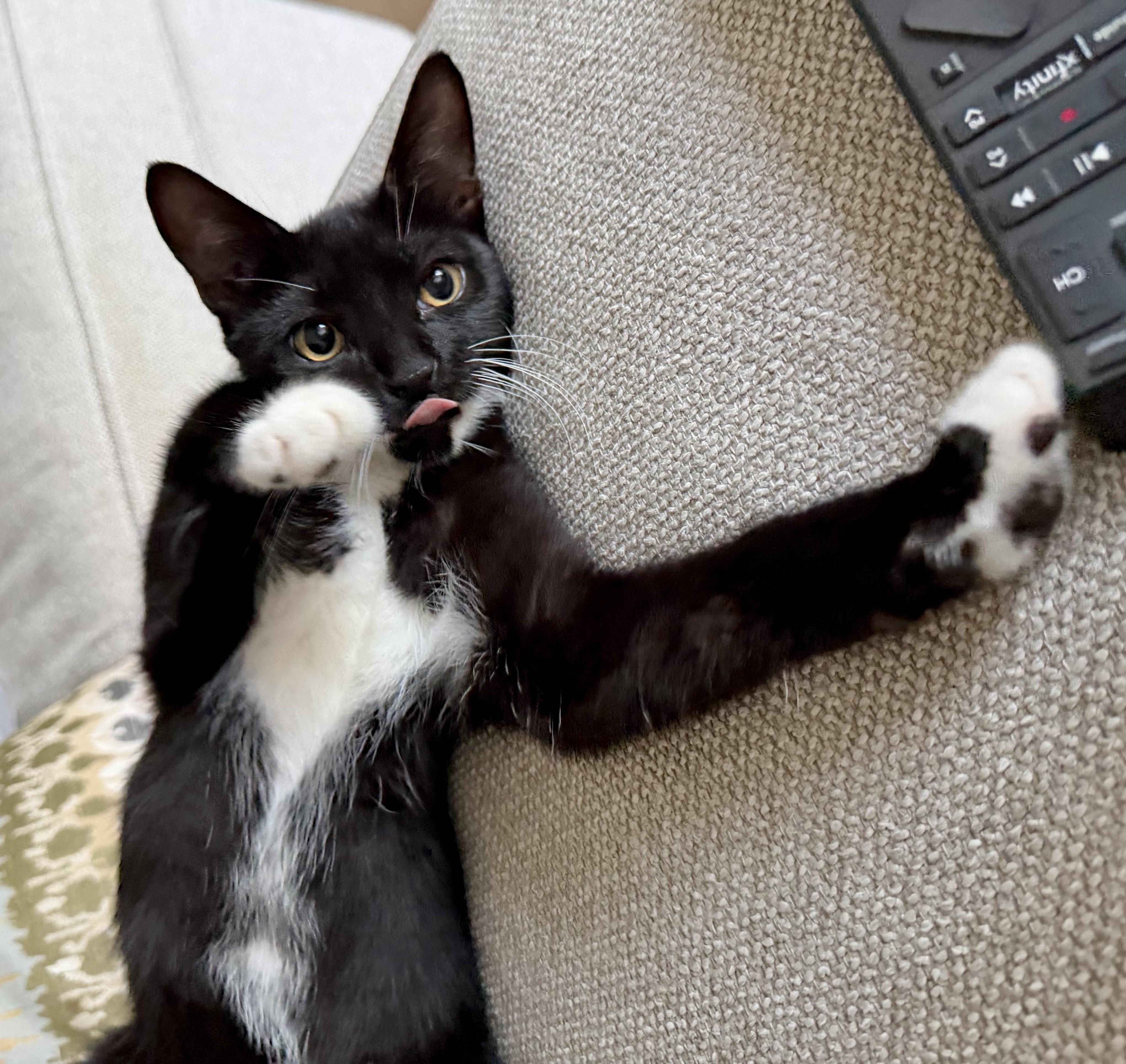 Enlarge Axel (Prince Charming), a Adoptable Domestic Short Hair in Houston, TX image 3/6