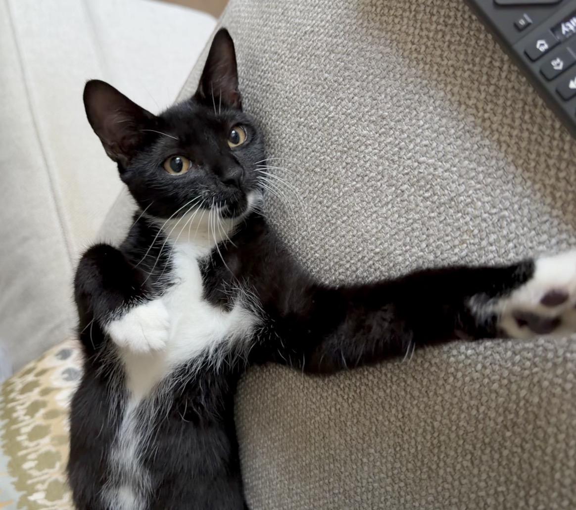 Enlarge Axel (Prince Charming), a Adoptable Domestic Short Hair in Houston, TX image 6/6