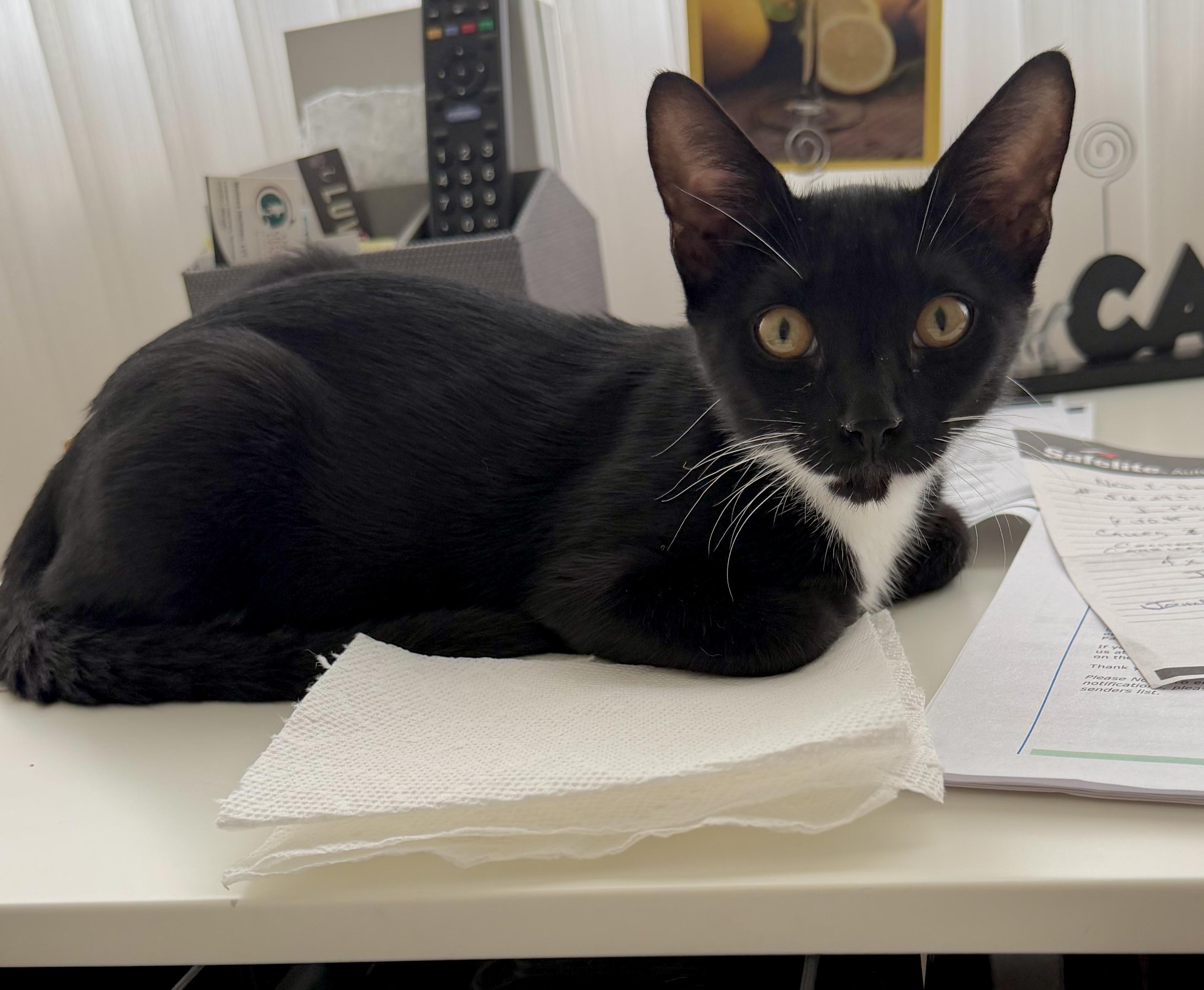Enlarge Axel (Prince Charming), a Adoptable Domestic Short Hair in Houston, TX image 2/6