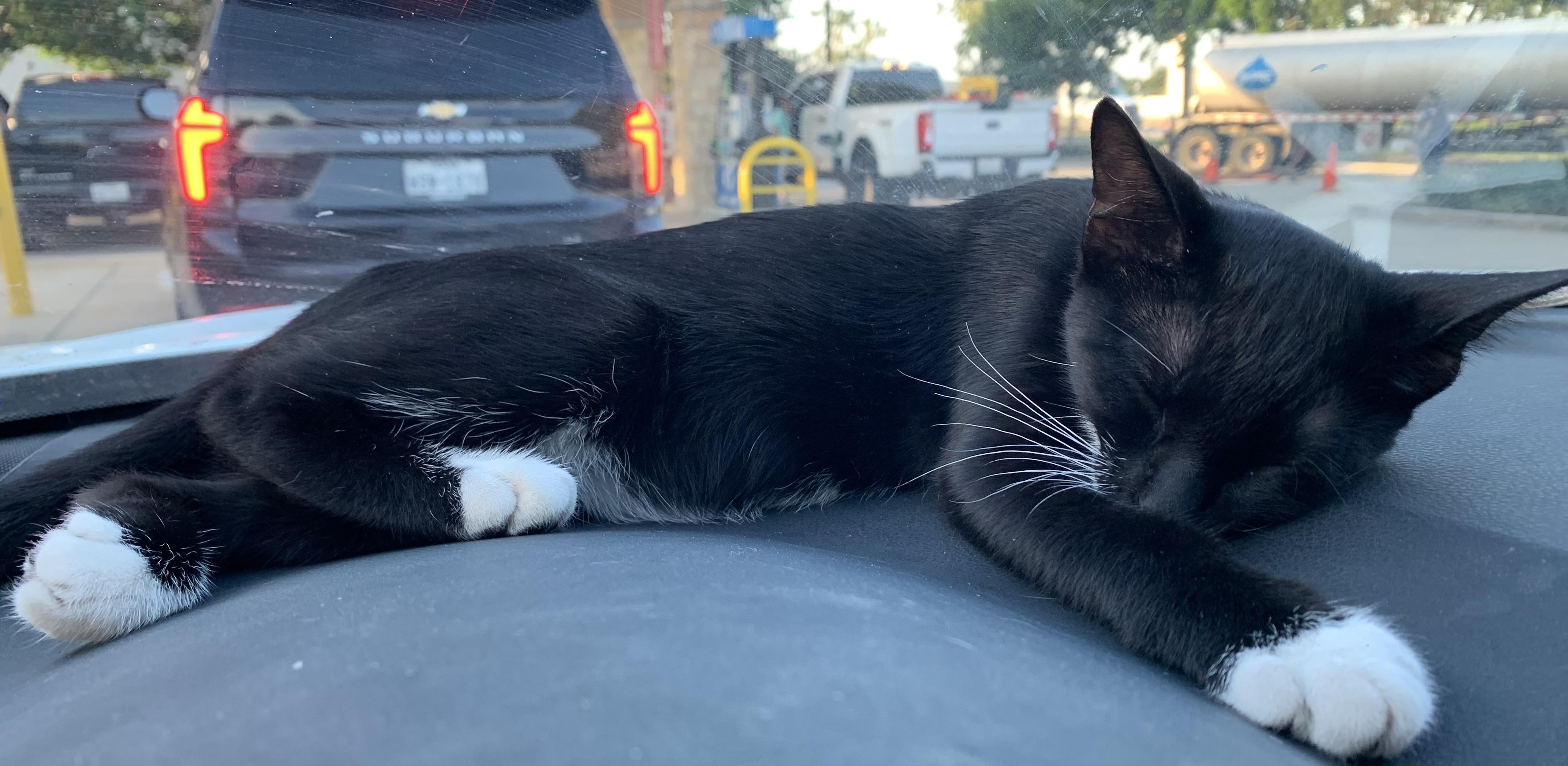 Enlarge Axel (Prince Charming), a Adoptable Domestic Short Hair in Houston, TX image 1/6