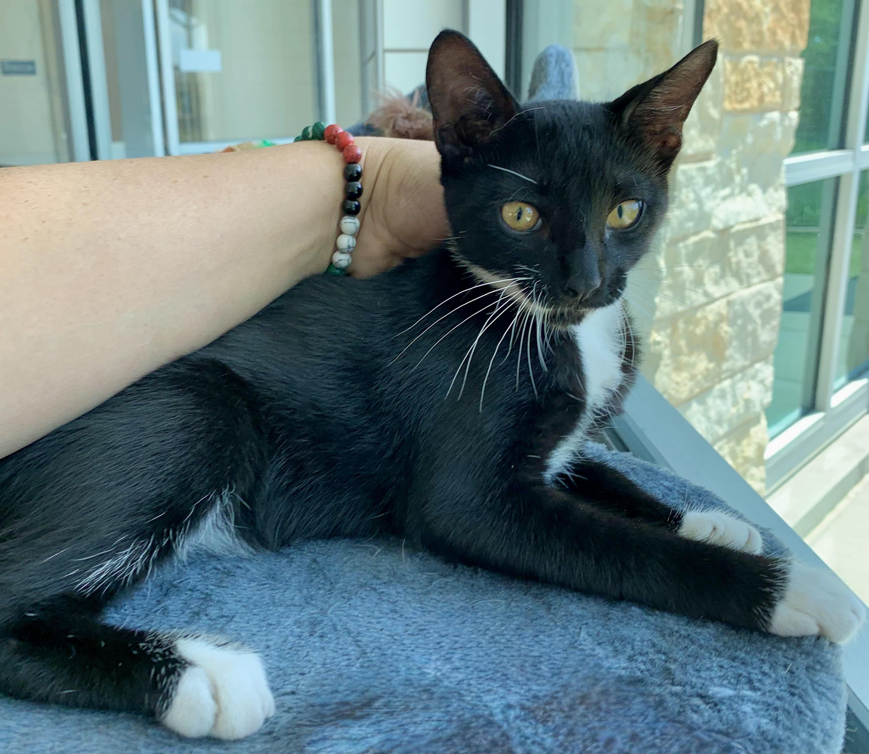 Enlarge Axel (Prince Charming), a Adoptable Domestic Short Hair in Houston, TX image 5/6