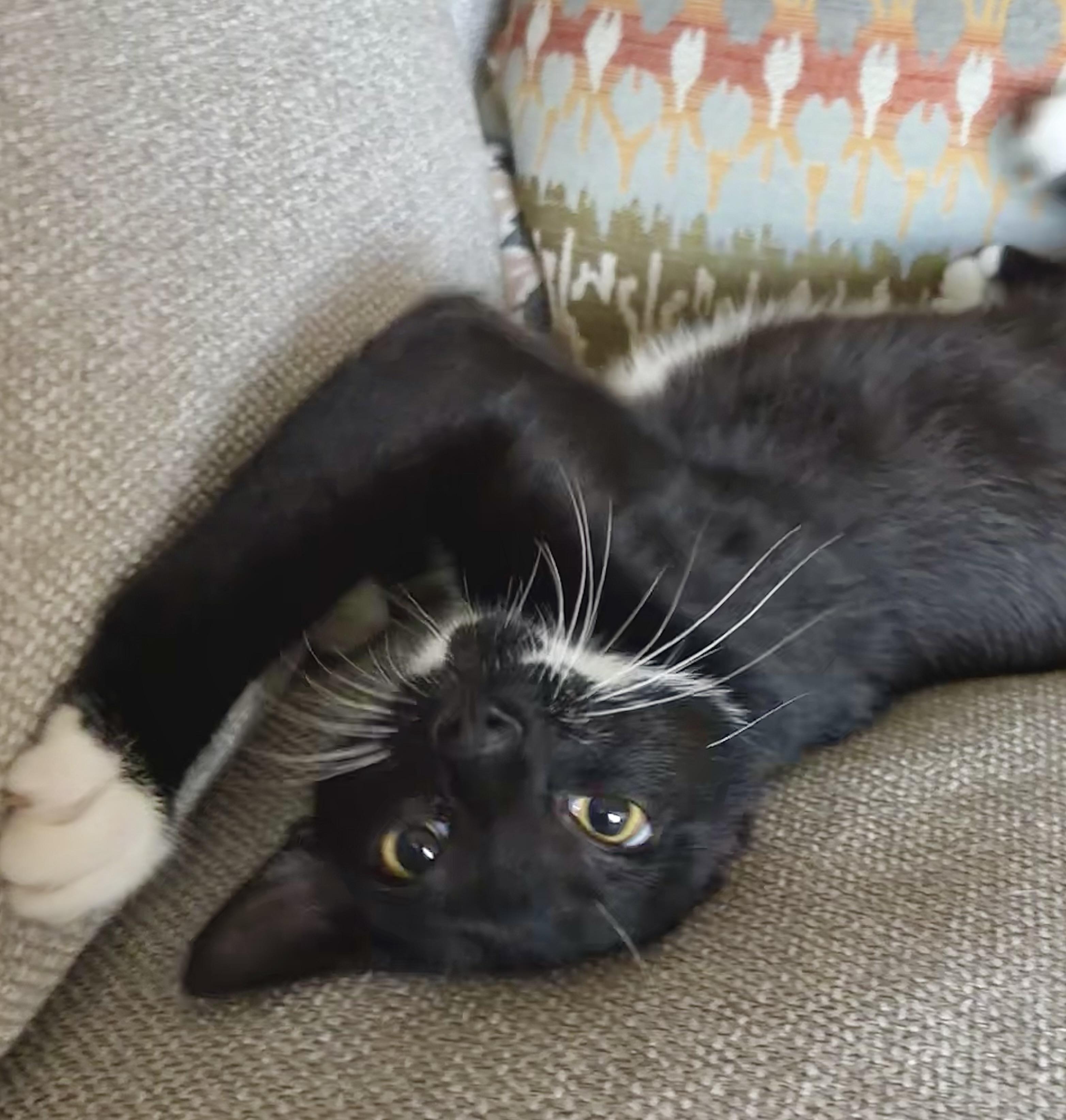 Enlarge Axel (Prince Charming), a Adoptable Domestic Short Hair in Houston, TX image 4/6