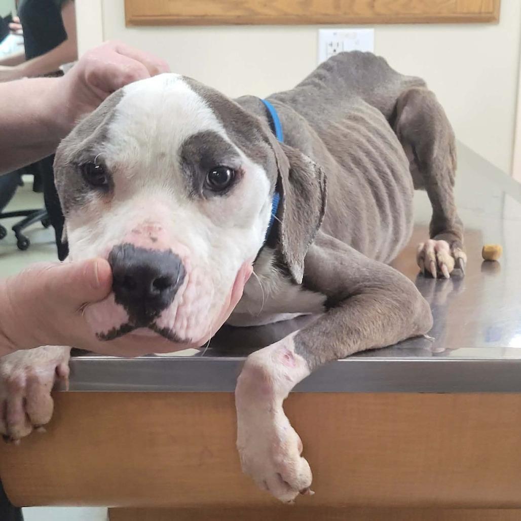 Penelope, Adoptable, Young Female Pit Bull Terrier & Mixed Breed.