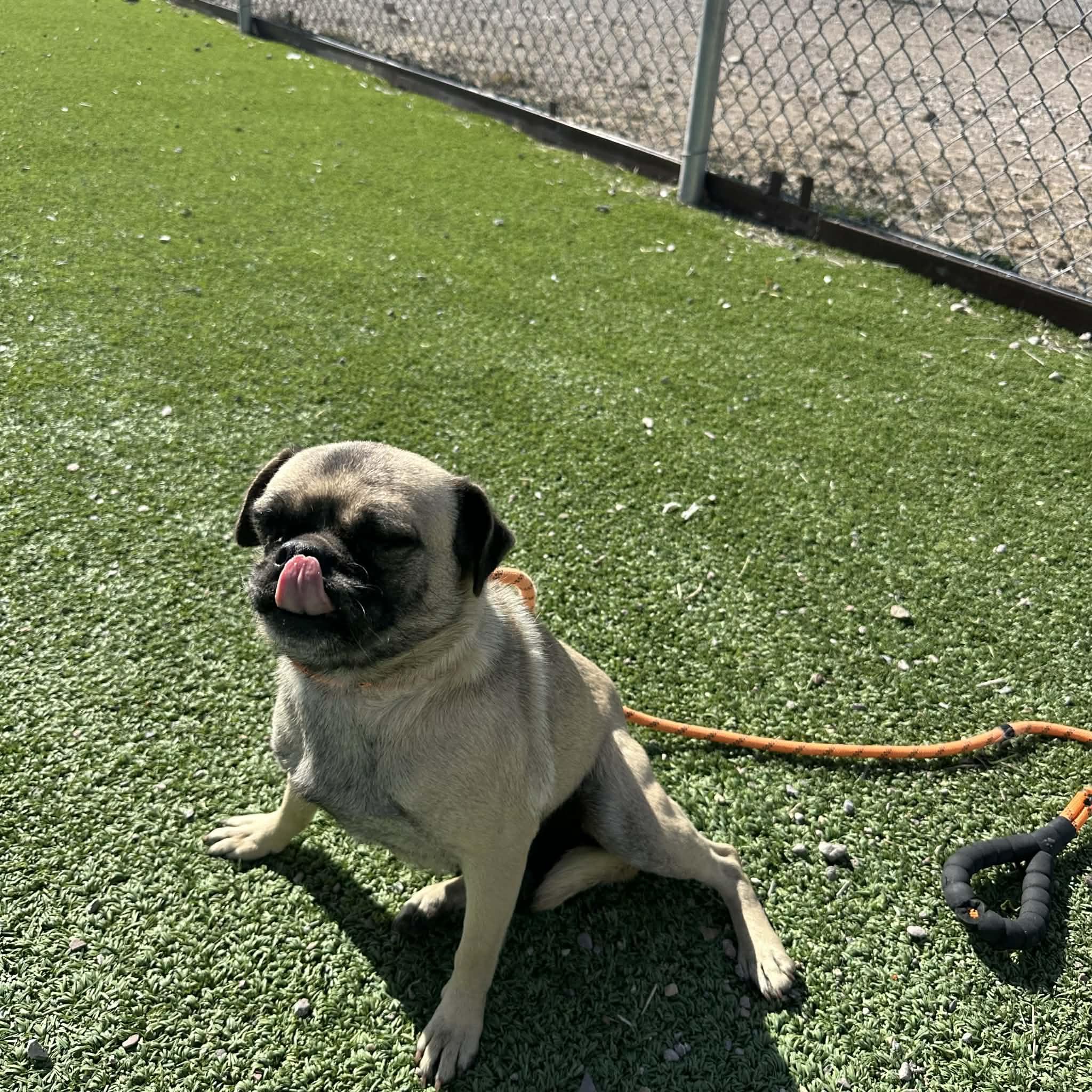 Percha, an adopted Pug in Truth or Consequences , NM image 3/6