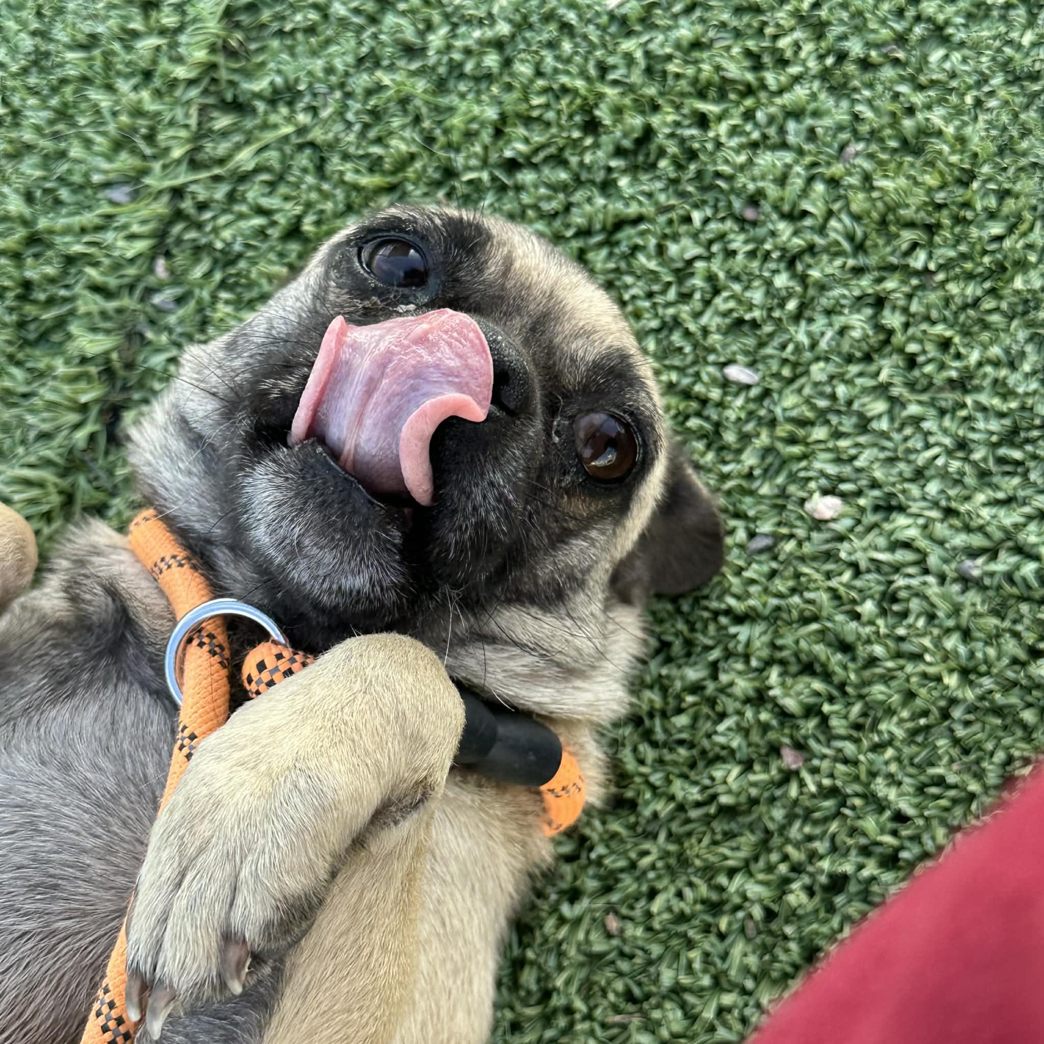 Percha, an adopted Pug in Truth or Consequences , NM image 6/6