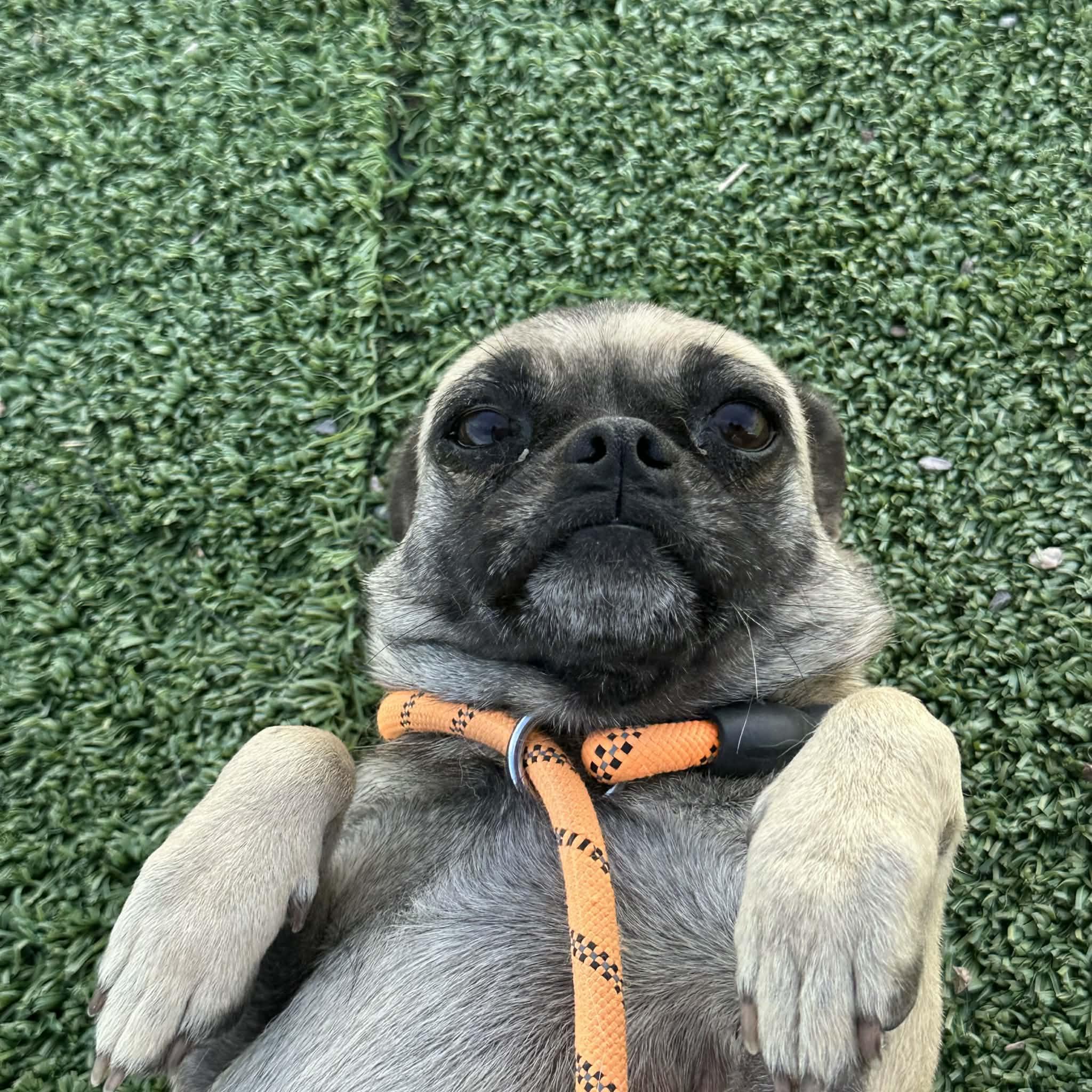 Percha, an adopted Pug in Truth or Consequences , NM image 2/6