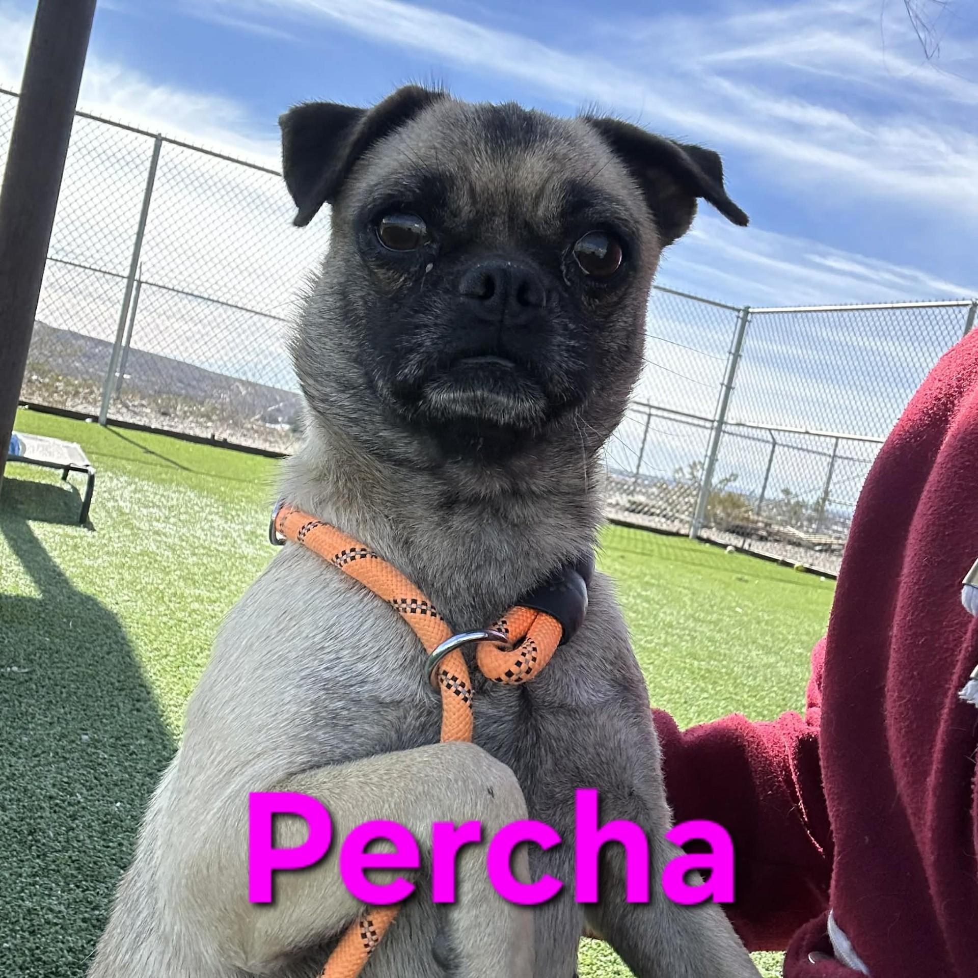 Percha, adopted, Adult Female Pug.