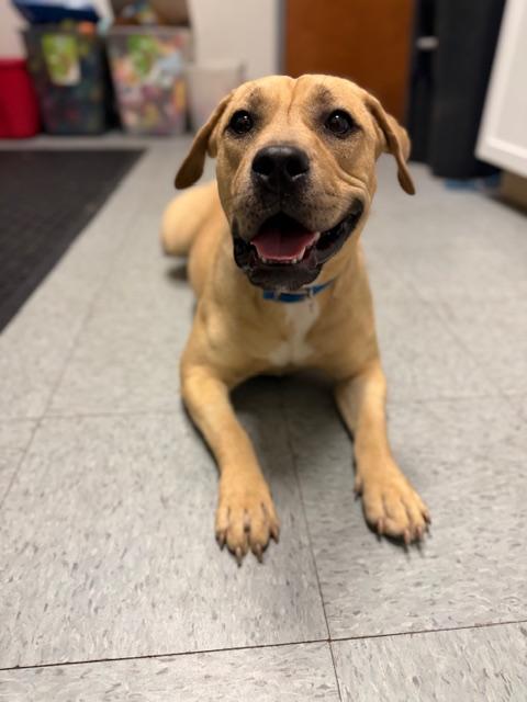 Lexa, an adopted mixed breed in Shelbyville, IN image 1/2