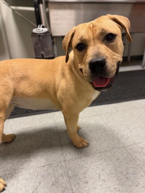 Lexa, an adopted mixed breed in Shelbyville, IN image 2/2