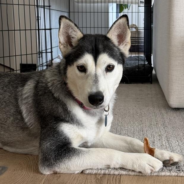 Anita, ADOPTABLE, Adult Female Husky & Siberian Husky.