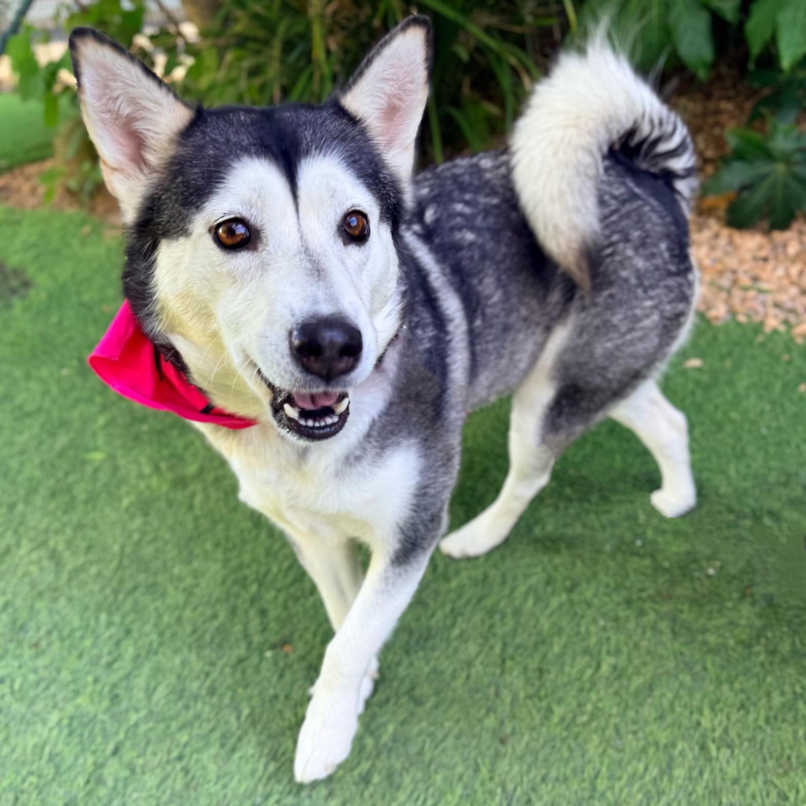 Anita, a ADOPTABLE mixed breed in Burbank, CA image 5/6
