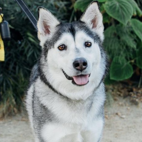 Anita, ADOPTABLE, Adult Female Husky & Siberian Husky.
