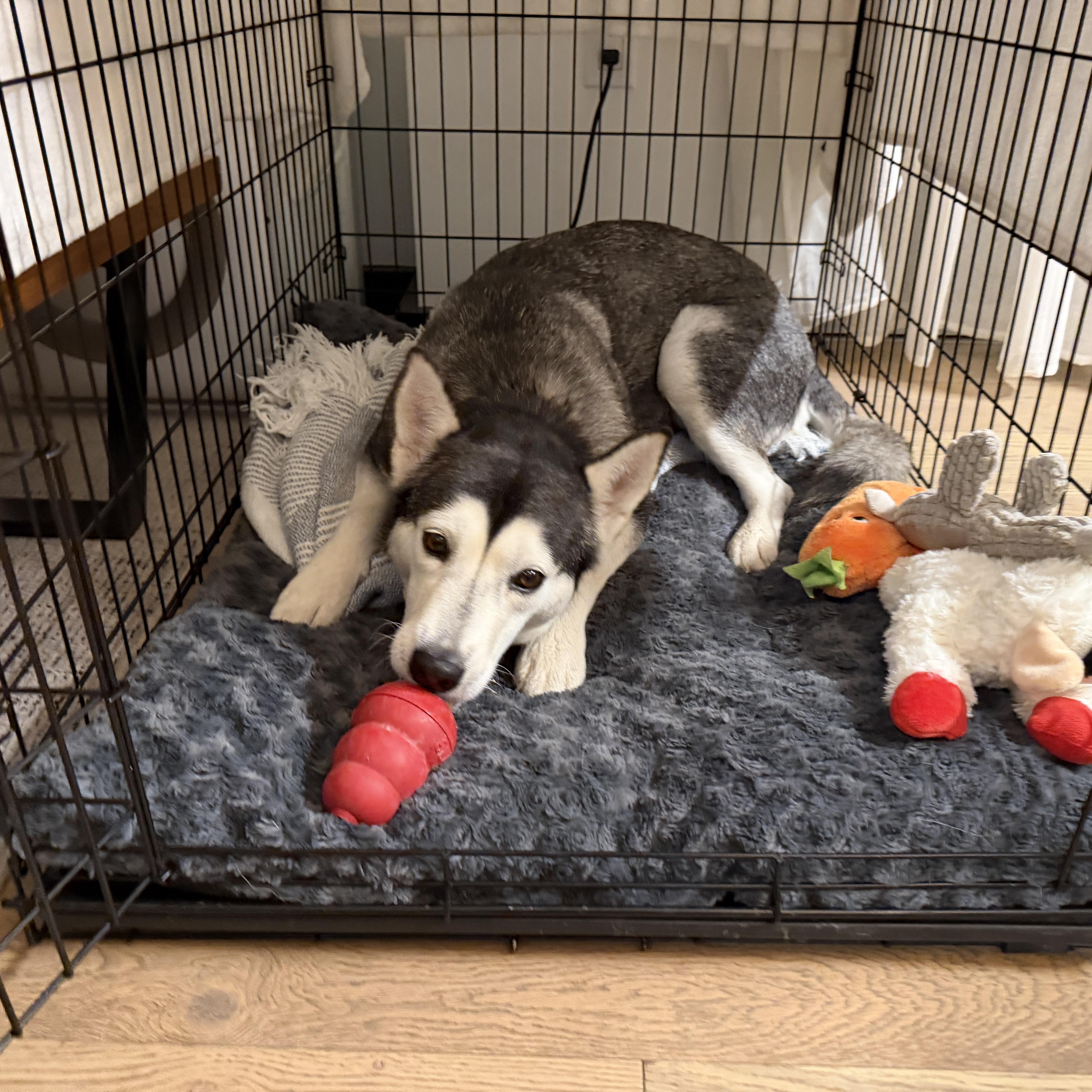 Enlarge Anita, a ADOPTABLE mixed breed in Burbank, CA image 3/5