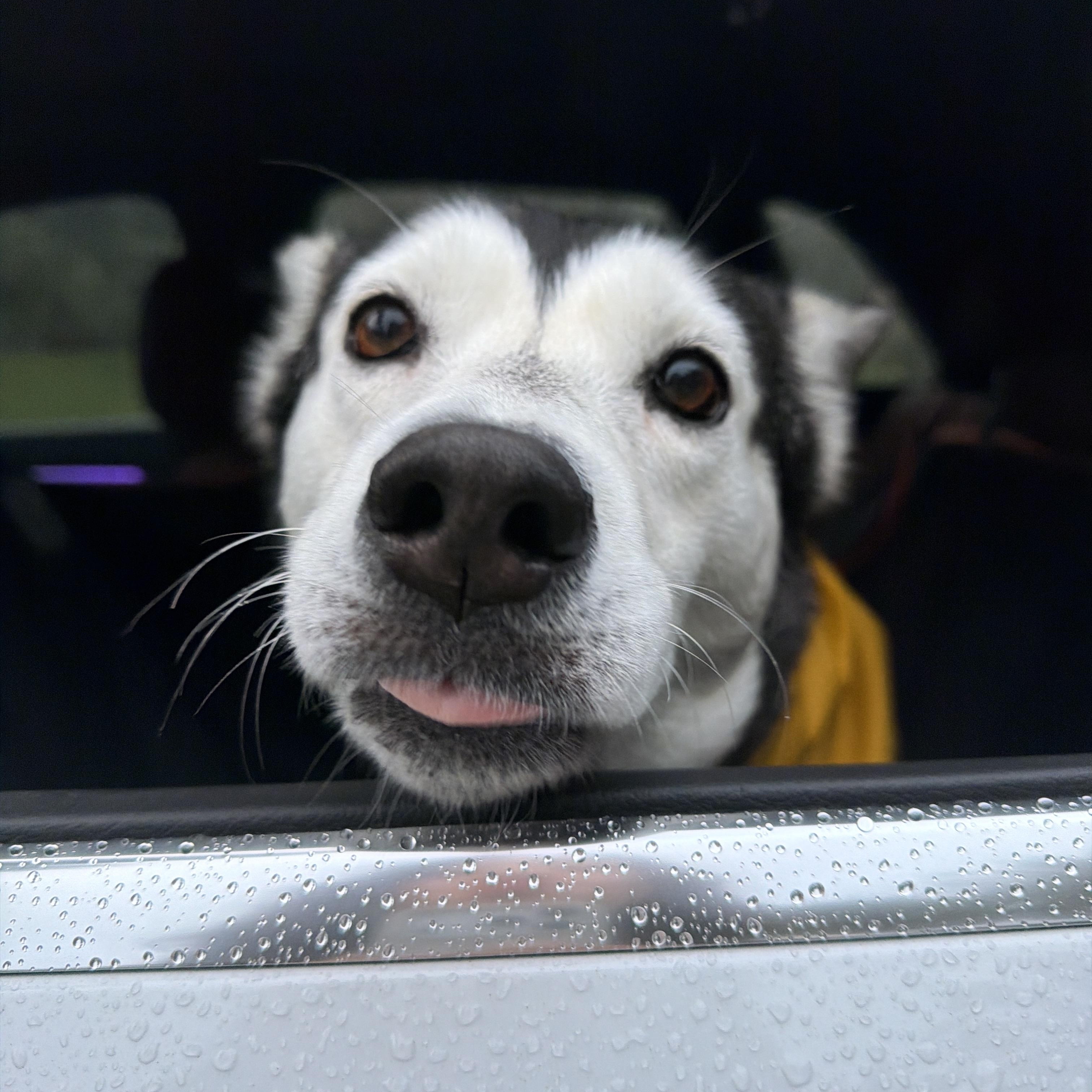 Anita, ADOPTABLE, Adult Female Husky & Siberian Husky.