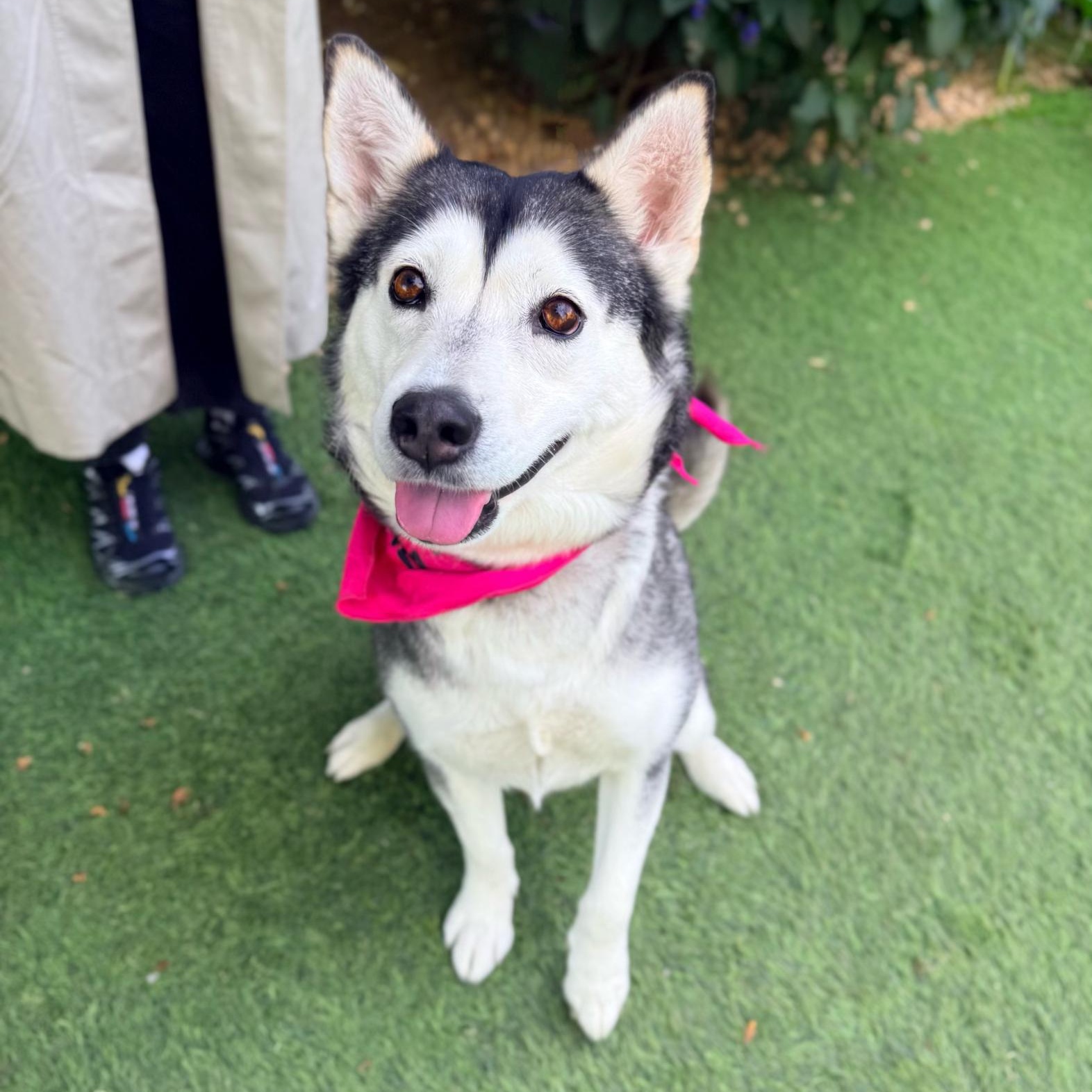 Anita, a ADOPTABLE mixed breed in Burbank, CA image 2/6