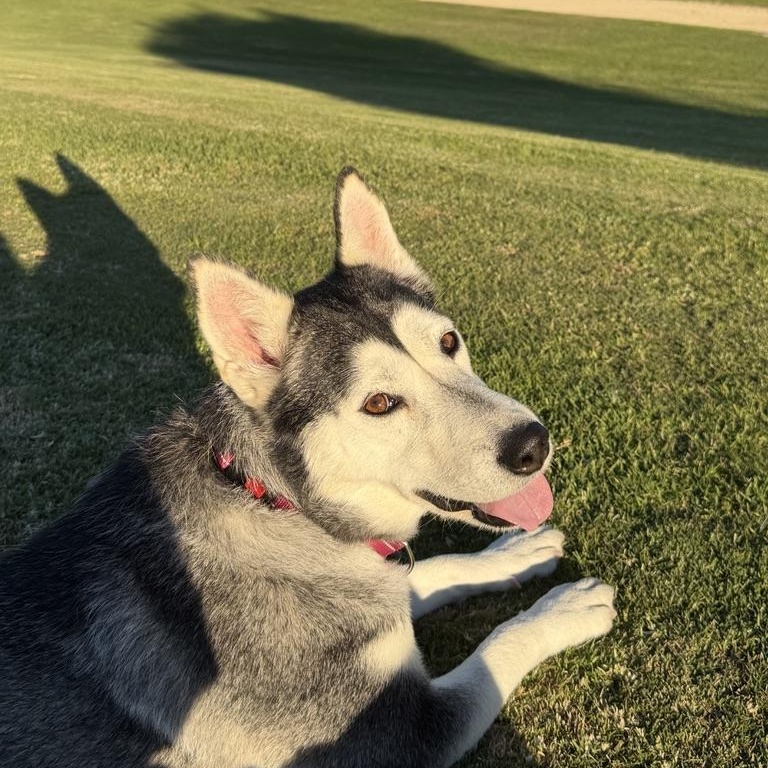 Enlarge Anita, a ADOPTABLE mixed breed in Burbank, CA image 4/5