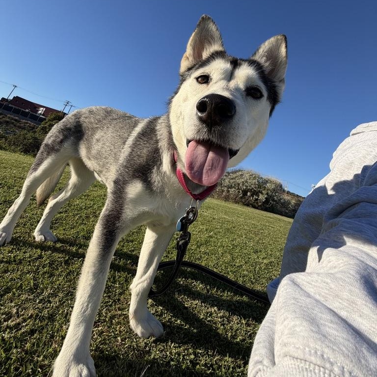 Anita, a ADOPTABLE mixed breed in Burbank, CA image 4/6