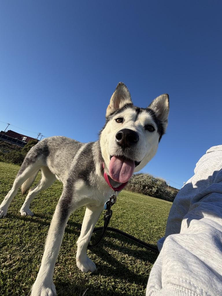 Enlarge Anita, a ADOPTABLE mixed breed in Burbank, CA image 2/5