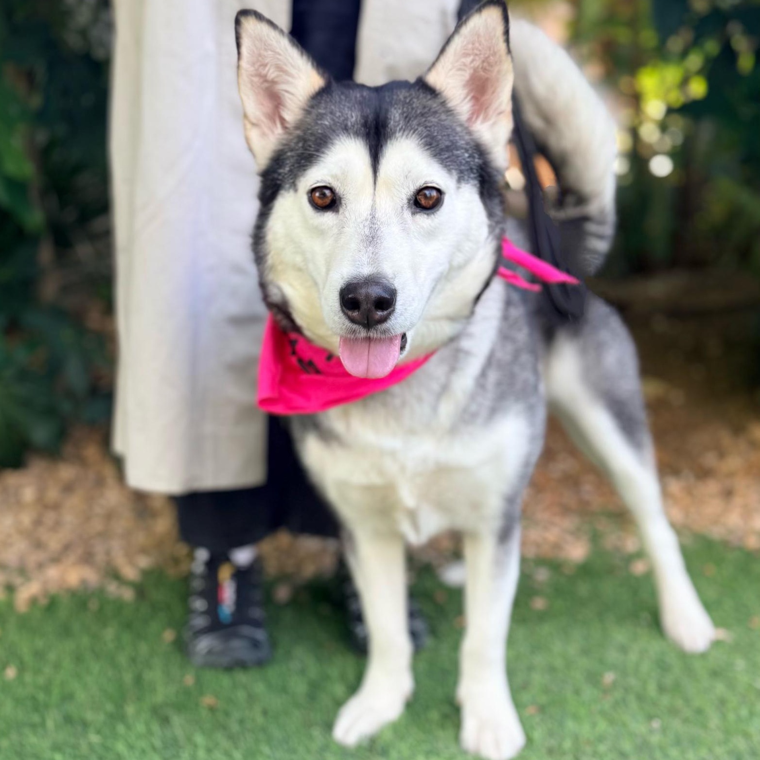 Anita, a ADOPTABLE mixed breed in Burbank, CA image 3/6