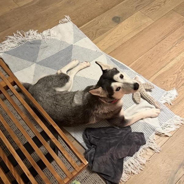 Enlarge Anita, a ADOPTABLE mixed breed in Burbank, CA image 5/5