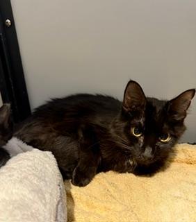 June, adoptable, Adult Female Domestic Short Hair.