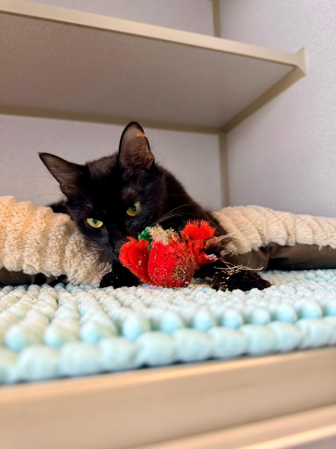 June, an adoptable Domestic Short Hair in Winter Haven, FL image 5/6