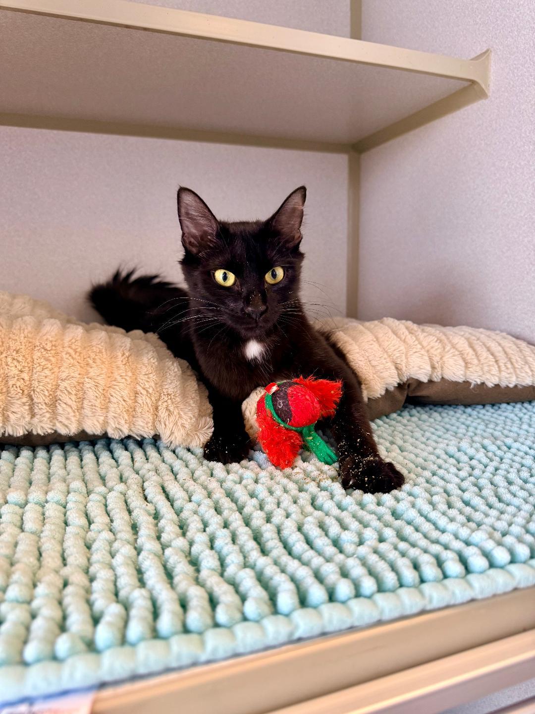 June, an adoptable Domestic Short Hair in Winter Haven, FL image 3/6