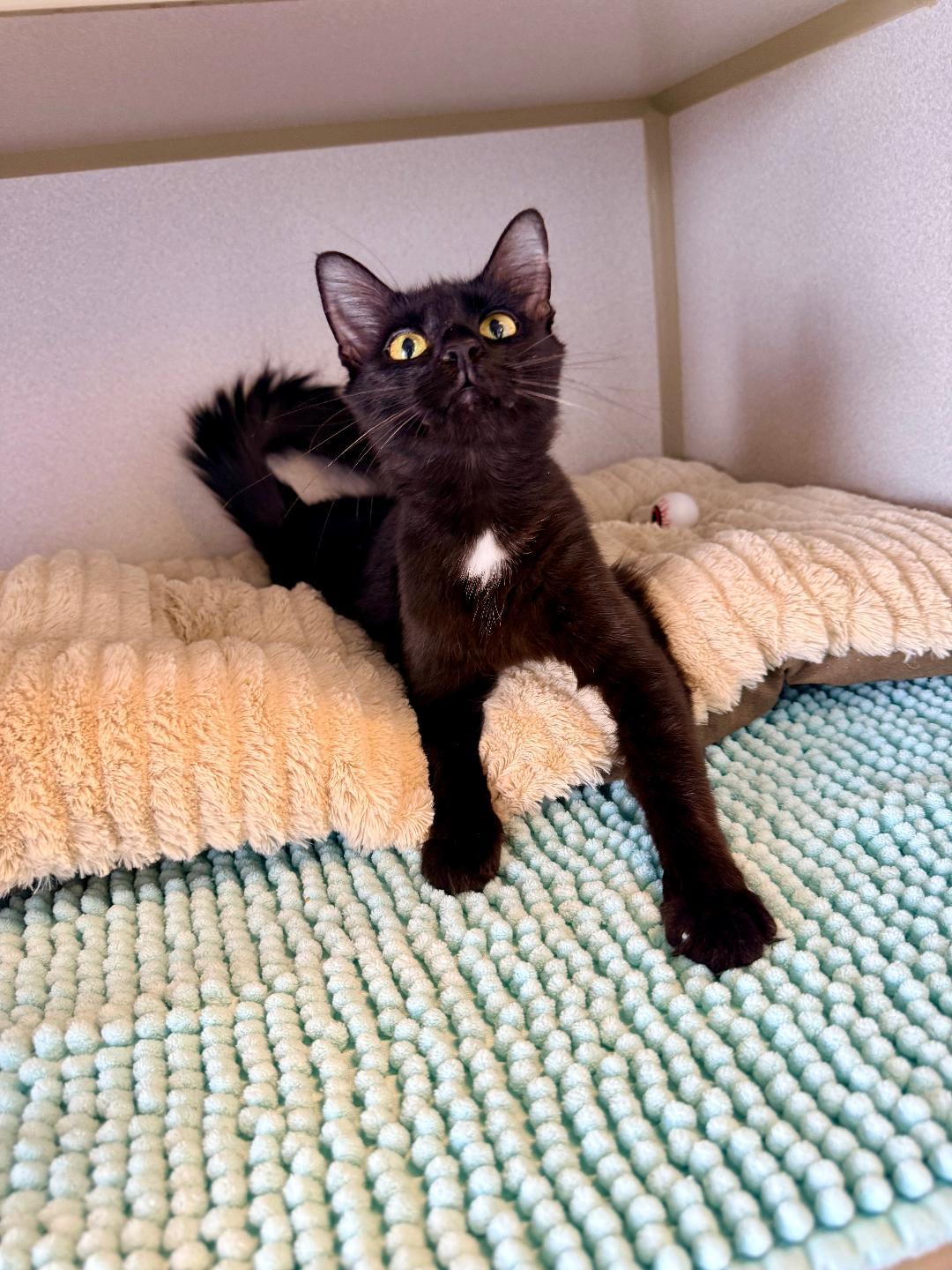 June, an adoptable Domestic Short Hair in Winter Haven, FL image 2/6