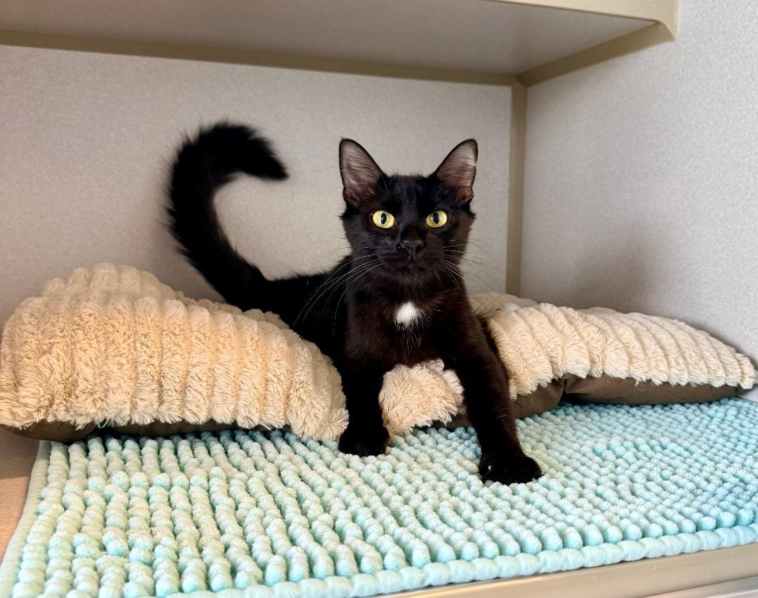 June, adoptable, Adult Female Domestic Short Hair.