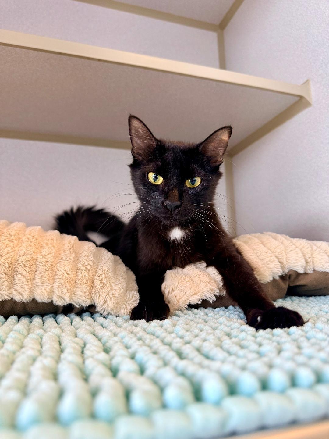 June, an adoptable Domestic Short Hair in Winter Haven, FL image 4/6