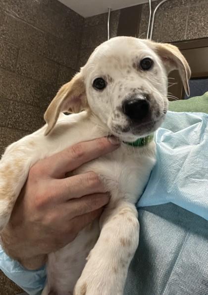 Prime, Adoptable, Puppy Male Cattle Dog & Mixed Breed.