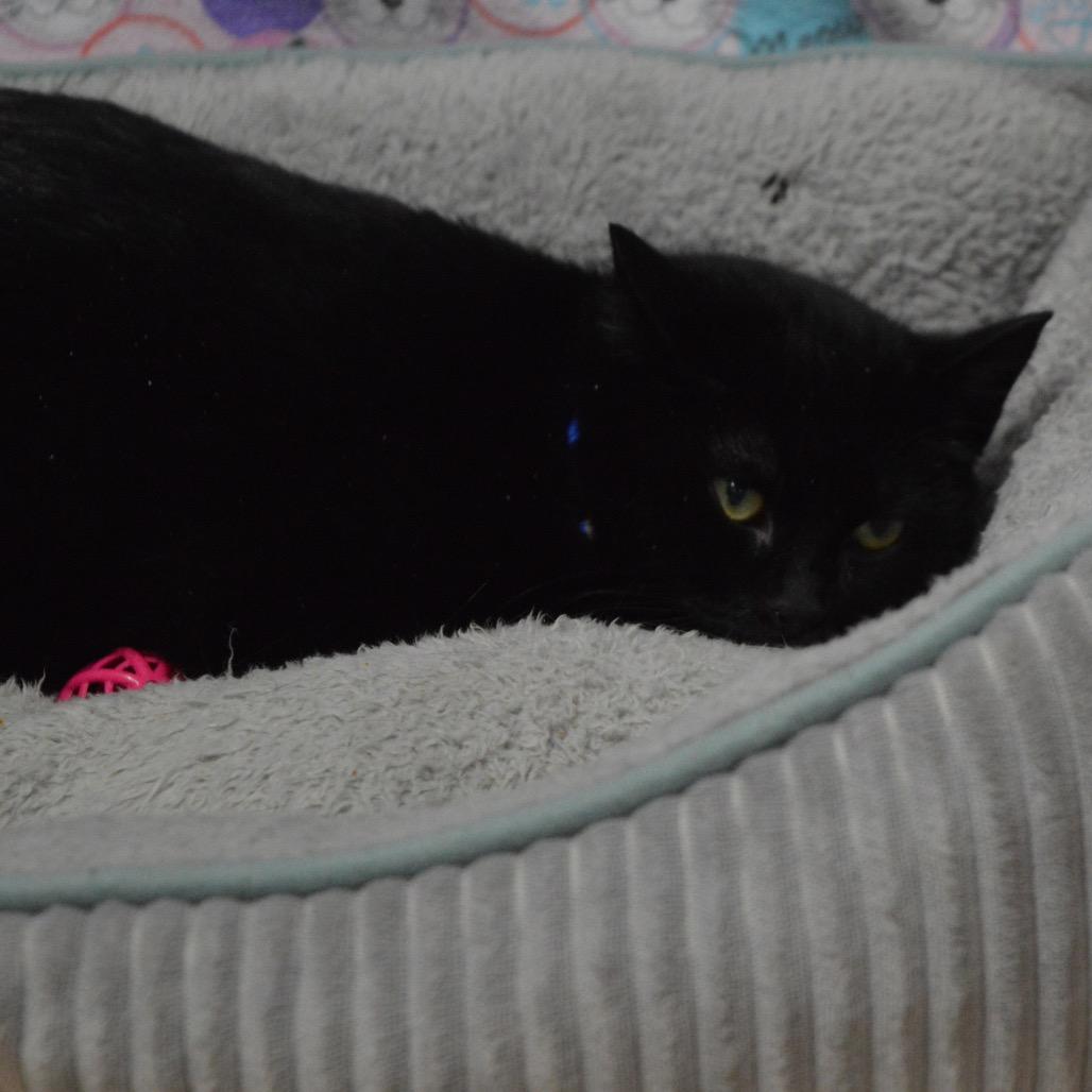 Enlarge Magnus, a Adoptable Domestic Short Hair in North Battleford, SK image 1/4