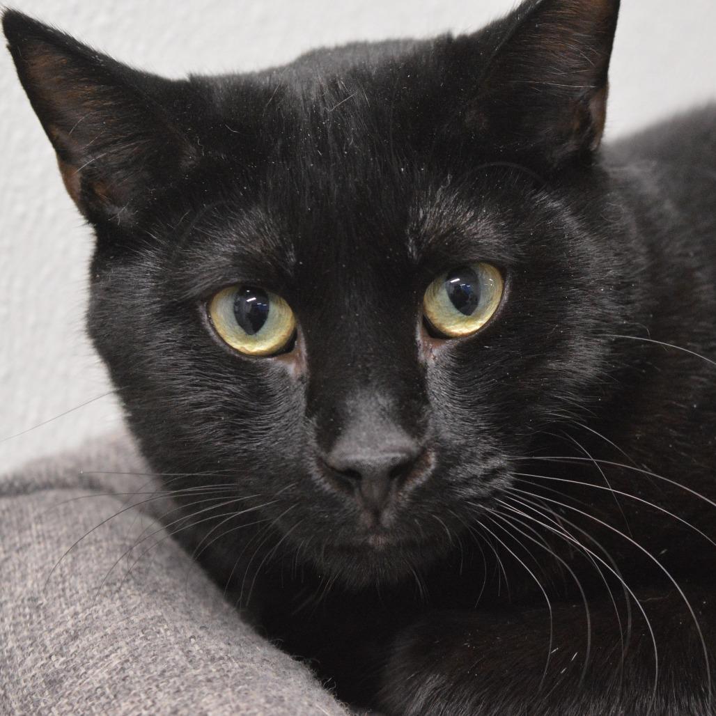 Enlarge Magnus, a Adoptable Domestic Short Hair in North Battleford, SK image 2/4