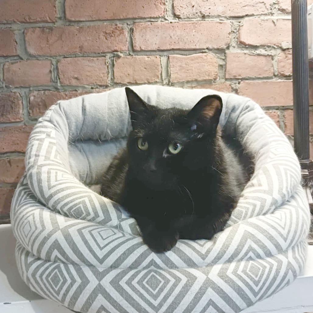 Enlarge Magnus, a Adoptable Domestic Short Hair in North Battleford, SK image 3/4