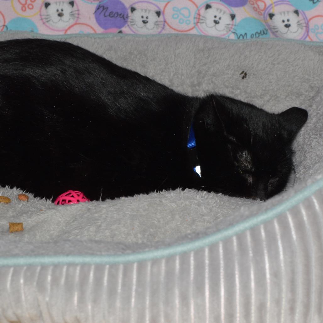 Enlarge Magnus, a Adoptable Domestic Short Hair in North Battleford, SK image 4/4