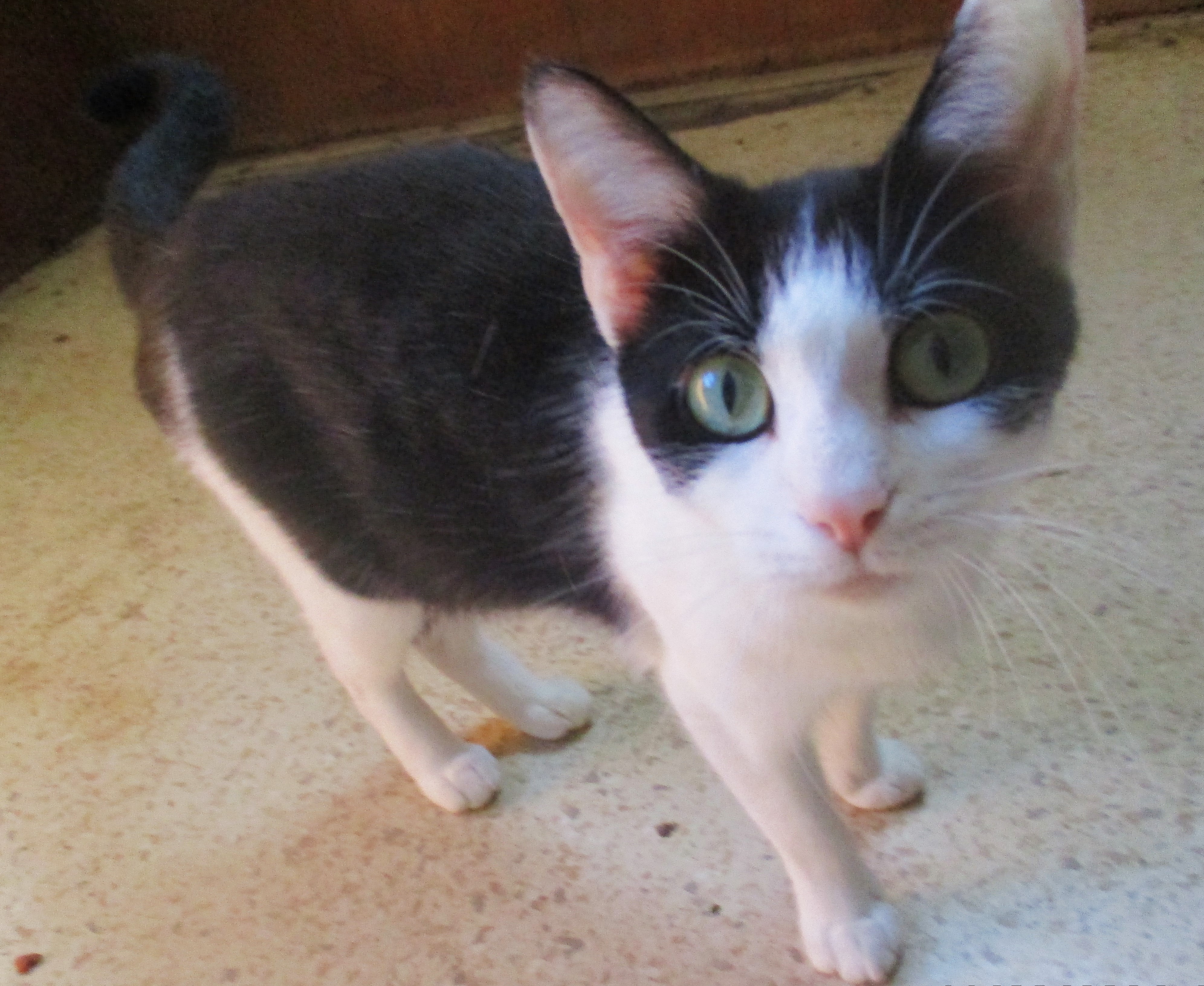 Enlarge ITSY BITSY, a Adoptable Domestic Short Hair in Troutman, NC image 3/6